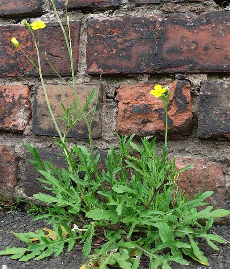 wall rocket plant